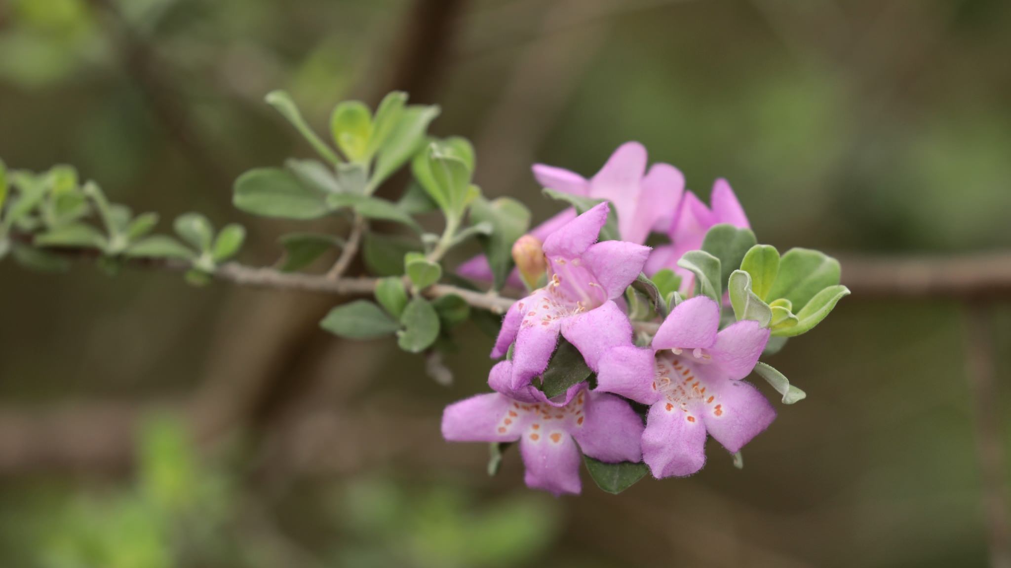 Leucophyllum frutescens